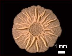 Figure 1. &nbsp;A biofilm of B. subtilis on an agar plate.