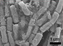 Figure 2. An SEM image of a thin section of a biofilm (similar to that shown in figure 1).