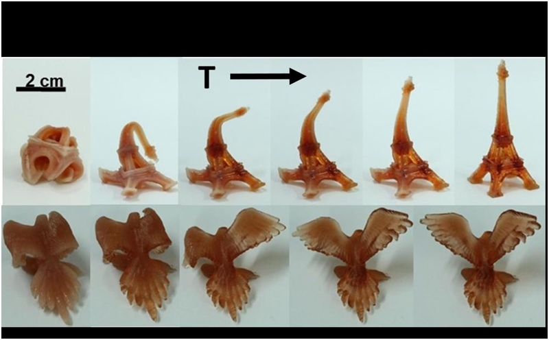 Fig. 2: 3D printed structures changing shape upon heating due to the shape memory polymer. Fig. 2: 3D printed structures changing shape upon heating due to the shape memory polymer.